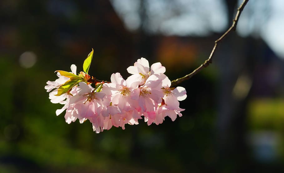 Cherry Blossom, Japanese Cherry, Smell, blossom, bloom, japanese flowering cherry, ornamental cherry, spring, pink, prunus serrulata