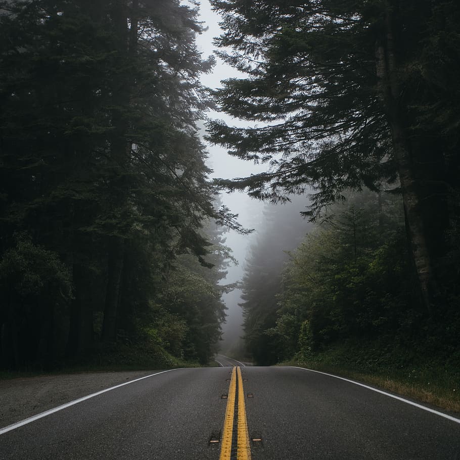 nature, roads, paths, streets, asphalt, forests, trees, fog, lines, perspective