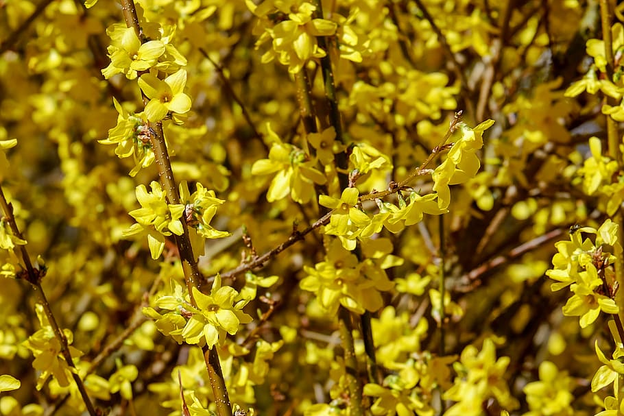 bunga kuning, lilac emas, forsythia, cabang, kuning, bunga, semak, bunga forsythia, lonceng emas, semak hias