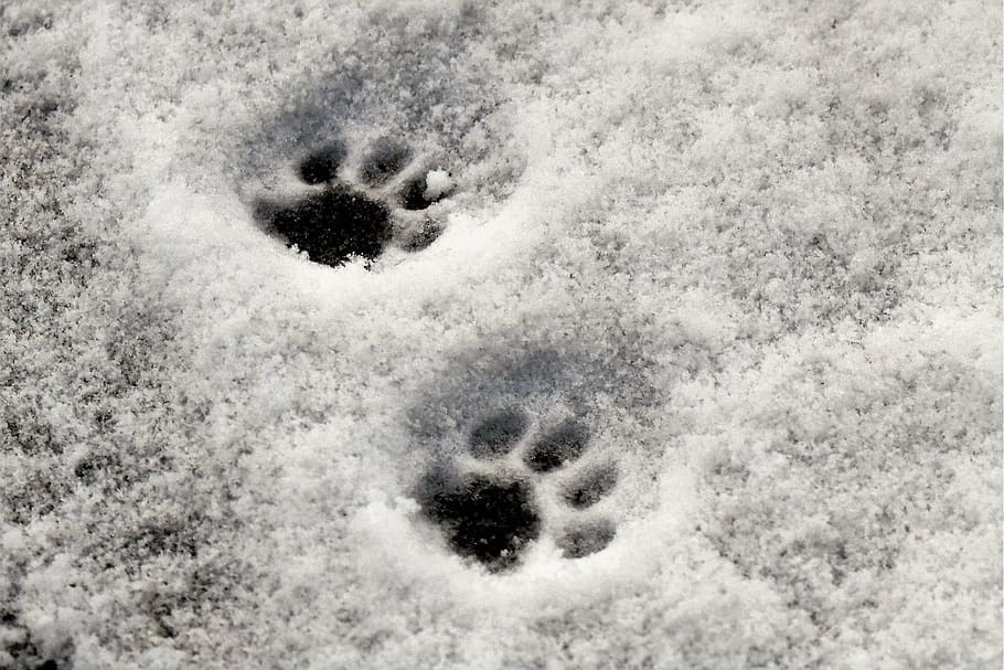 dois, pegadas, nevado, chão, patas, pata de gato, reimpressão, neve, pista de neve, inverno
