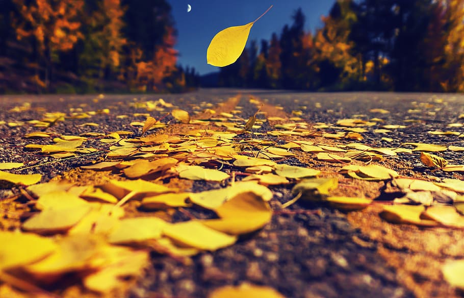 hojas de otoño, camino de otoño, hoja, dorado, puesta de sol, tarde, carretera, color, follaje, naturaleza