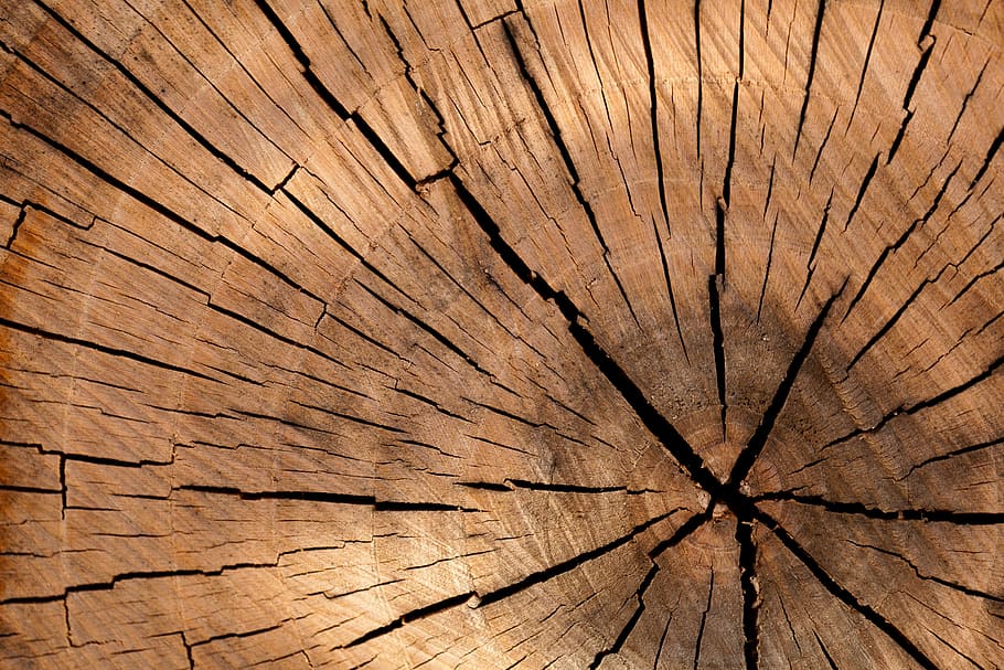untitled, background, brown, circle, cut, detail, log, lumber, nature, old