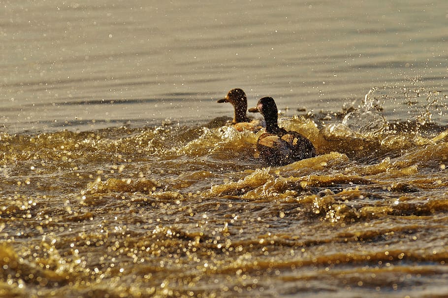 two, brown, ducks, body, water, escape, tracking, riot, pair, lake constance