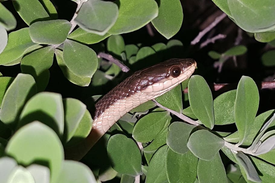 serpiente, serpiente cangrejo de río de Graham, reptil, escamas, cabeza, cabeza de serpiente, oculta, no venenosa, slither, slithering