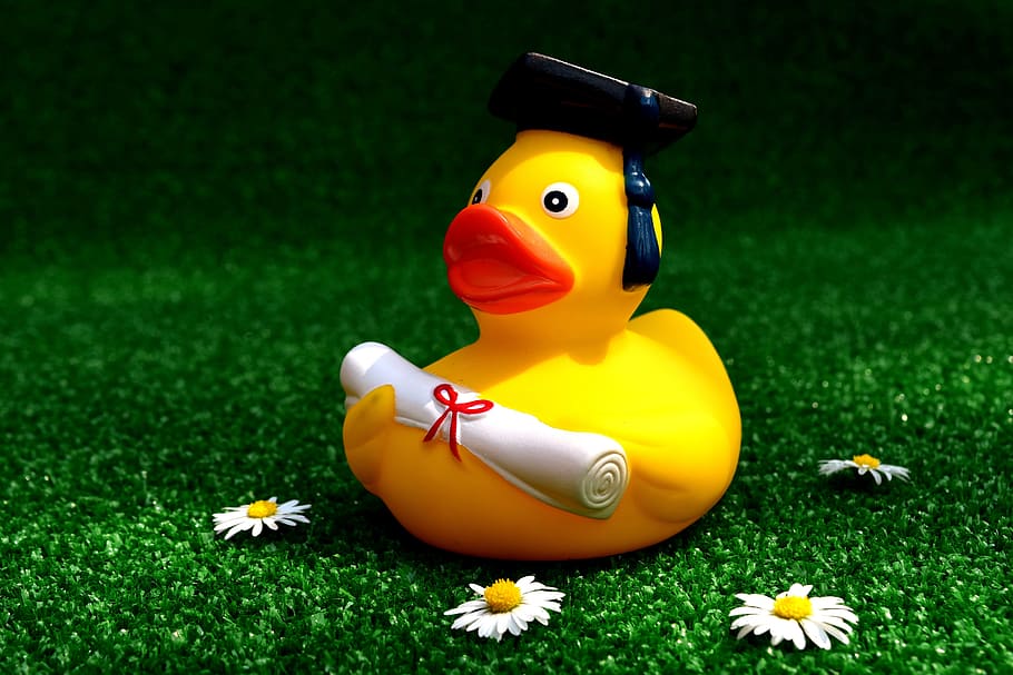 yellow, duckling, holding, diploma decor, rubber duck, school-leaving certificate, testing, passed, greeting, funny