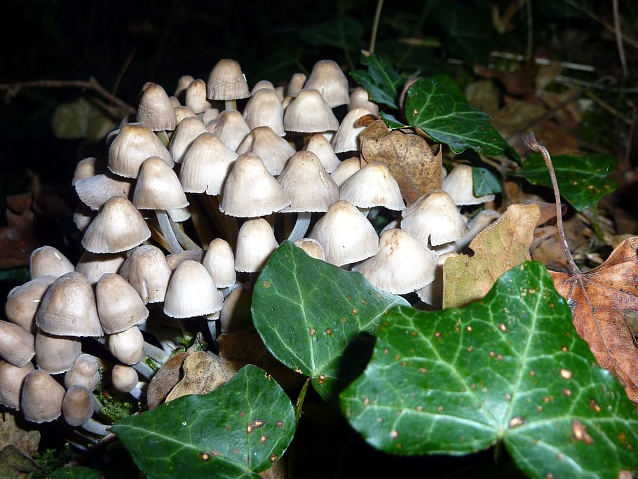 fall, mushrooms, whites, forest, wood, nature, undergrowth, leaf, mushroom, growth