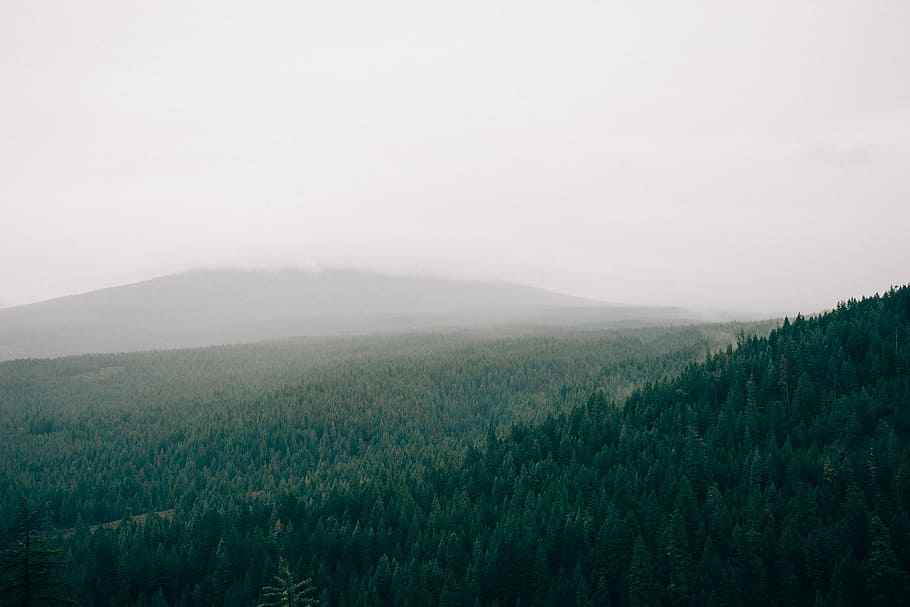 Verde, árboles, gris, nubes, durante el día, paisaje, fotografía, montaña, cubierto, nieblas