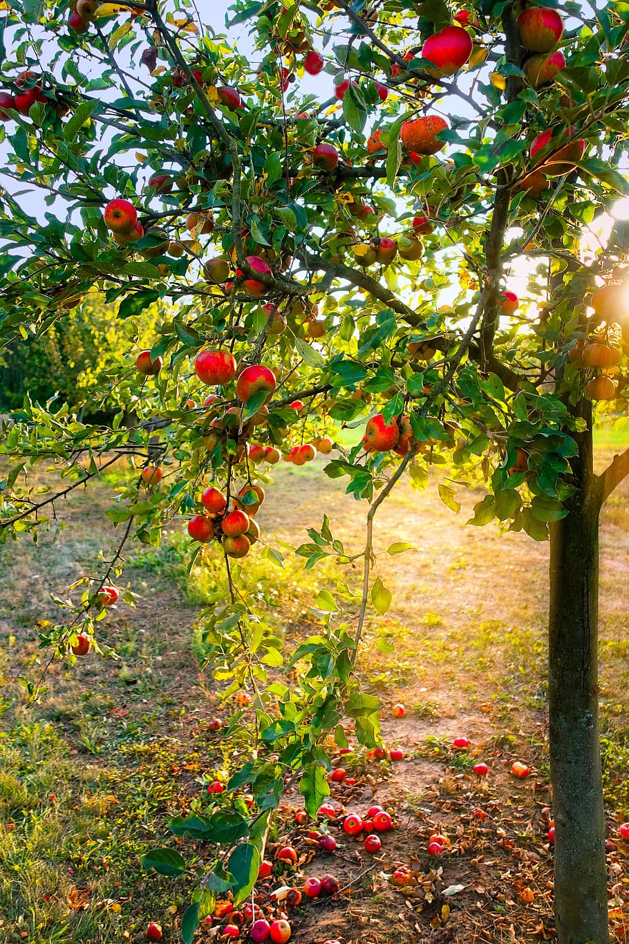 apple tree, apple, light, autumn, mood, leaves, windfall, orchard, plant, growth
