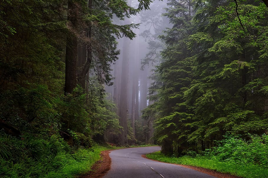 gris, pavimentado, carretera, rodeado, verde, árboles de hoja, parque nacional redwood, california, hdr, paisaje
