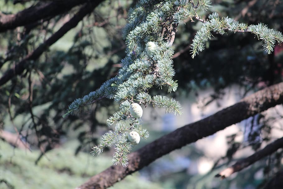 pine, tree, branch, young, immature seeds, pinus, plant, beauty in nature, growth, nature