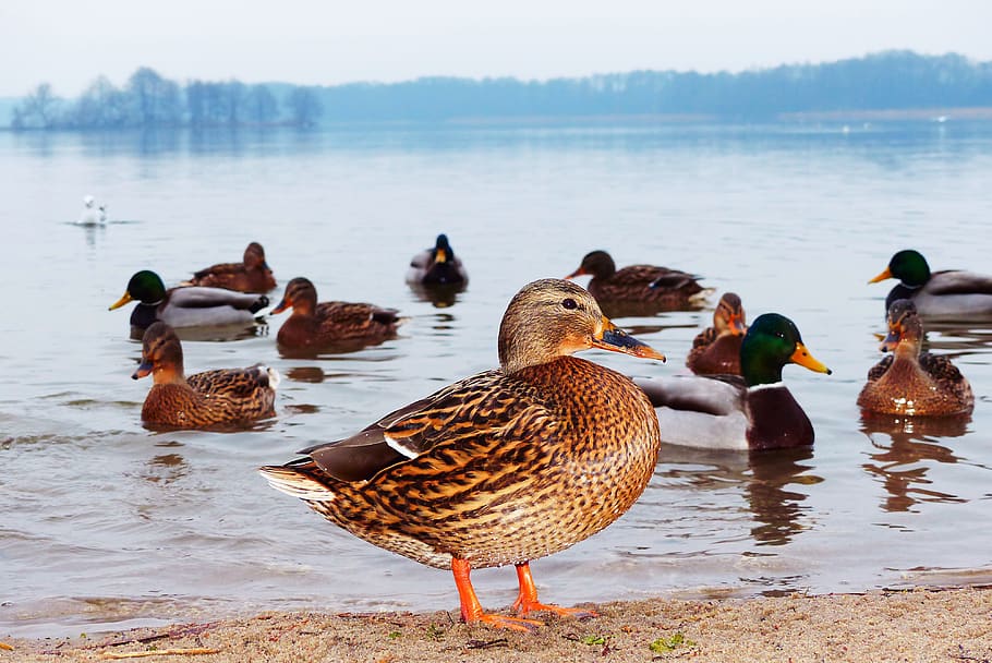 mallard duck, female, lake, the fog, waterfowl, beach, animals, nature, at the court of, vertebrates