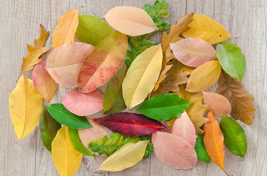 hojas secas marrones, otoño, naranja, naturaleza, rojo, amarillo, arce, color, brillante, temporada
