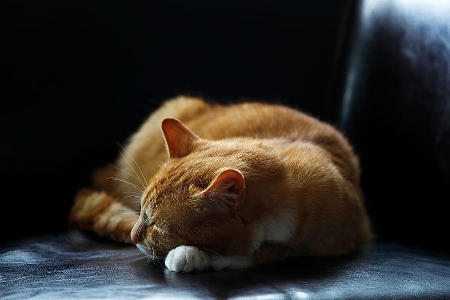 cat, animal, kitten, cute, floor, couch, leather, mammal, one animal, pets