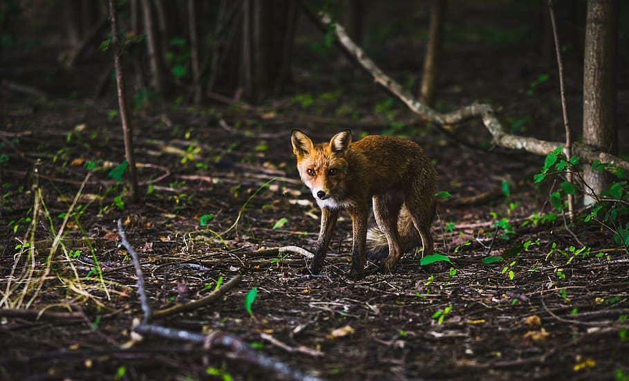 red, fox, forest, wolf, animal, nature, trees, plant, outdoors, wildlife