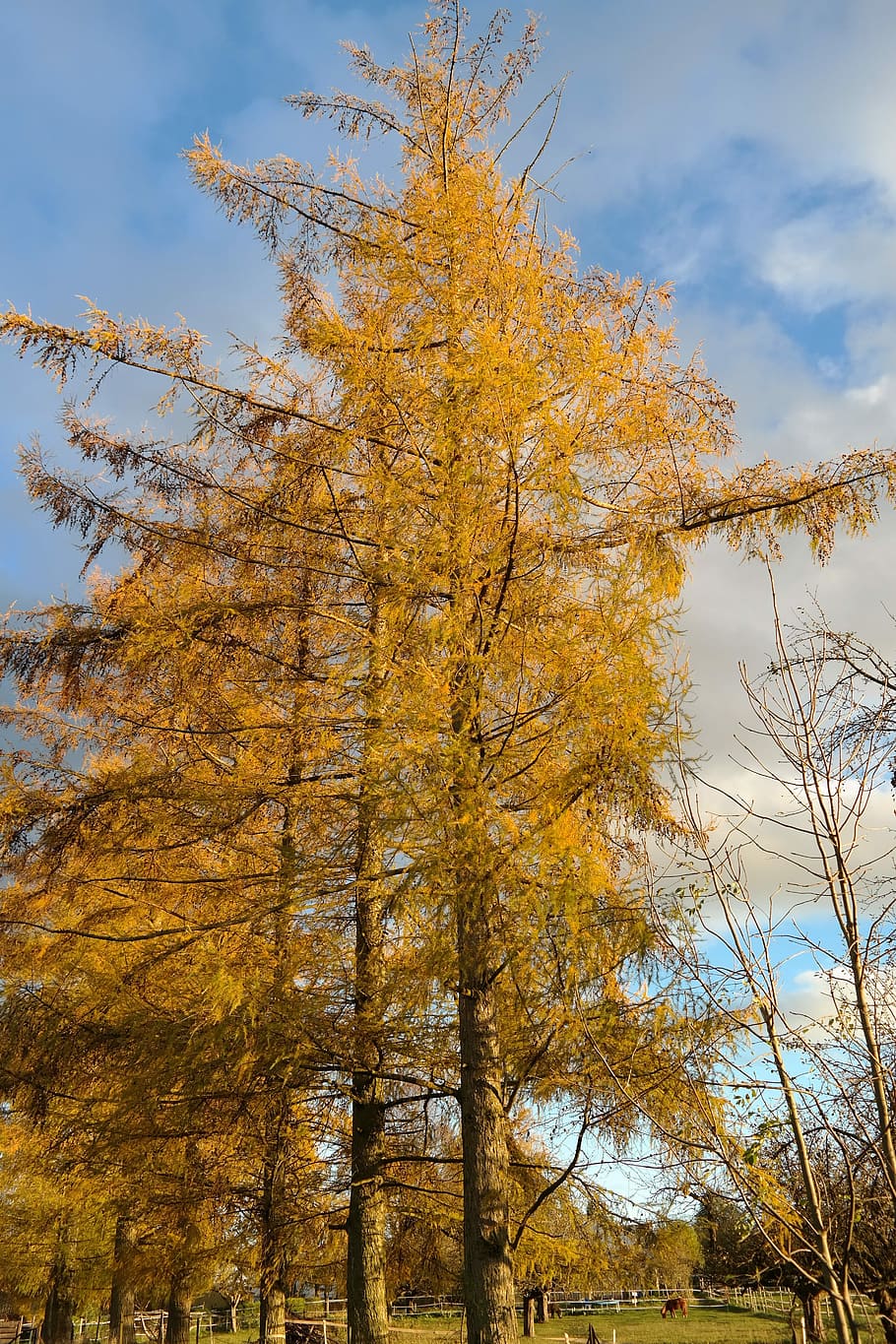Larch Eropa, Pohon, larch, larix decidua, warna musim gugur, kuning, emas, larix, rumah kaca pinus, barat