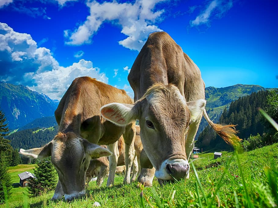low, angle photography, two, brown, cows, blue, sky, white, clouds, cattle