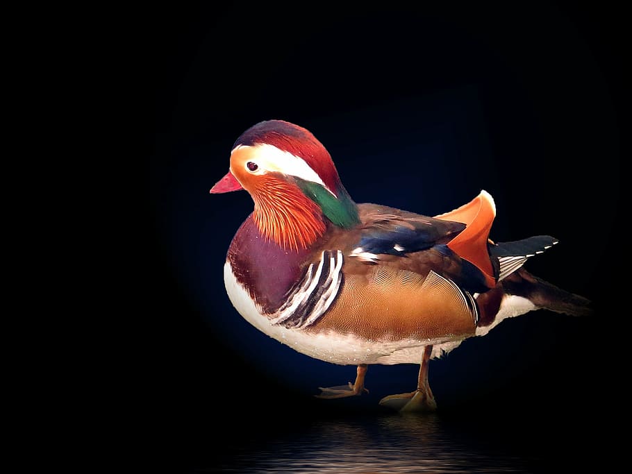 mandarin ducks, duck, animal, water bird, colorful, swim, color, bird, feather, plumage