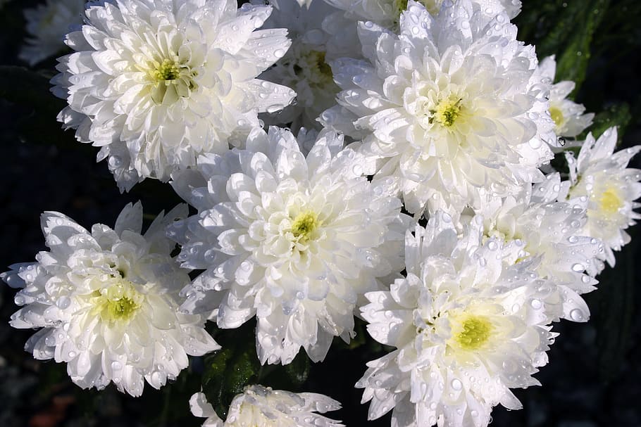 macro photography, white-and-yellow petaled flowers, Chrysanthemums, Chrysanthemum, Bloom, flower, blossom, nature, white, bouquet