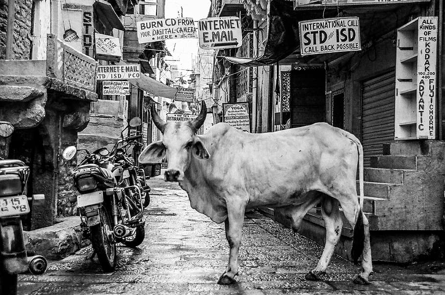 grayscale photo, cow, standing, building, motorcycle, architecture, infrastructure, black, white, black and white