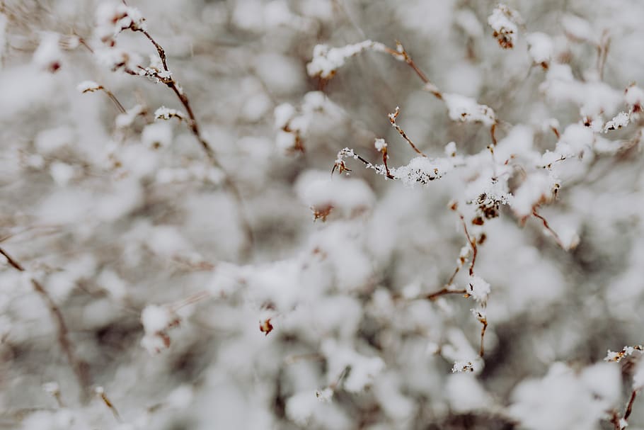 nieve, invierno, blanco, naturaleza, arbustos, jardín, Polonia, polska, ramas, cubierto