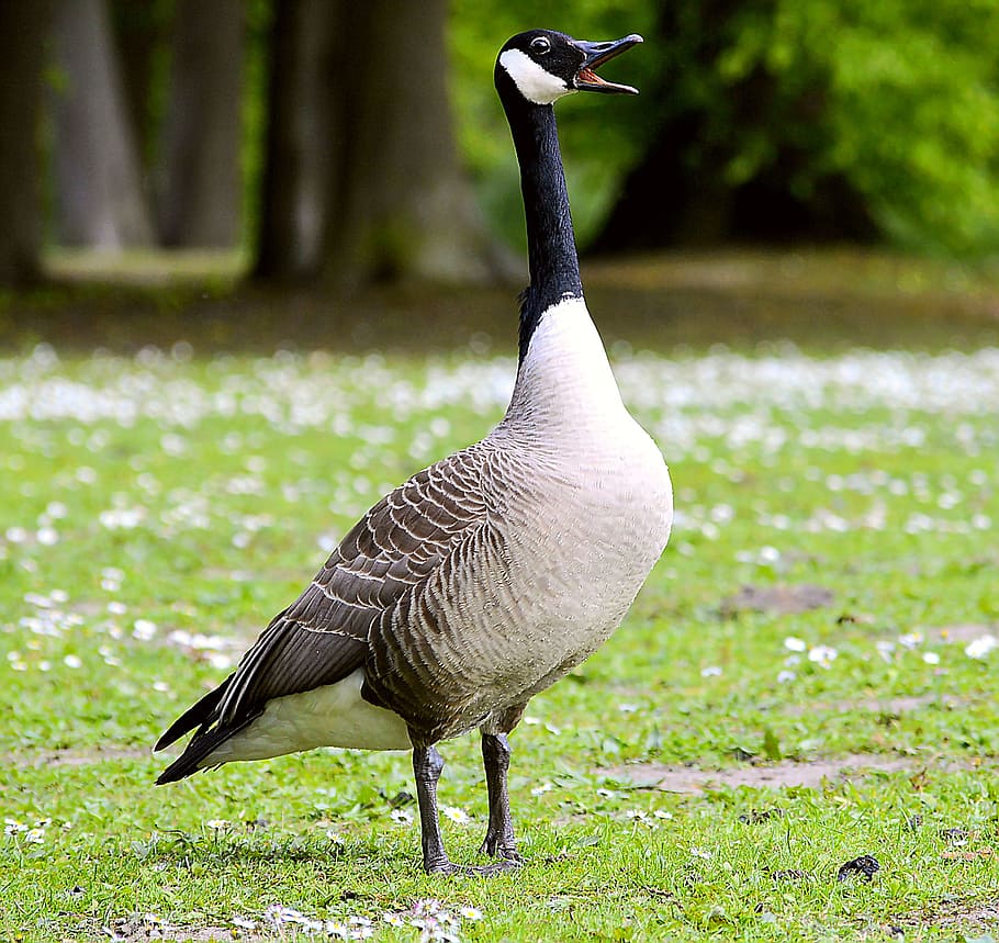 Canada Goose, Chatter, Poultry, bill, animal world, bird, animal, goose, nature, wild goose