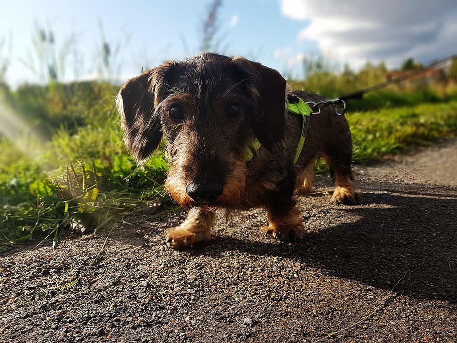 dachshund, dog, brown, cute, hound, adorable, outdoors, road, grass, wiener dog