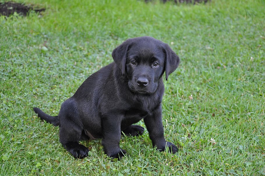 black, labrador retriever puppy, sitting, grass, labrador, bitch, puppy, dog, pets, animal