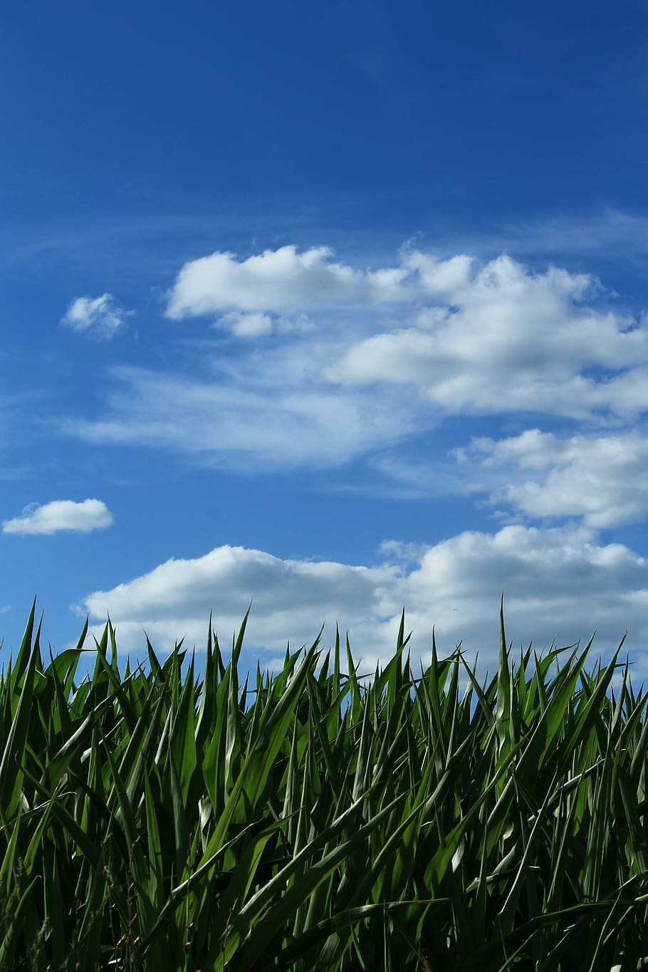 sky, corn, horizon, headband, background, nature, clouds, leaves, cloud - sky, growth
