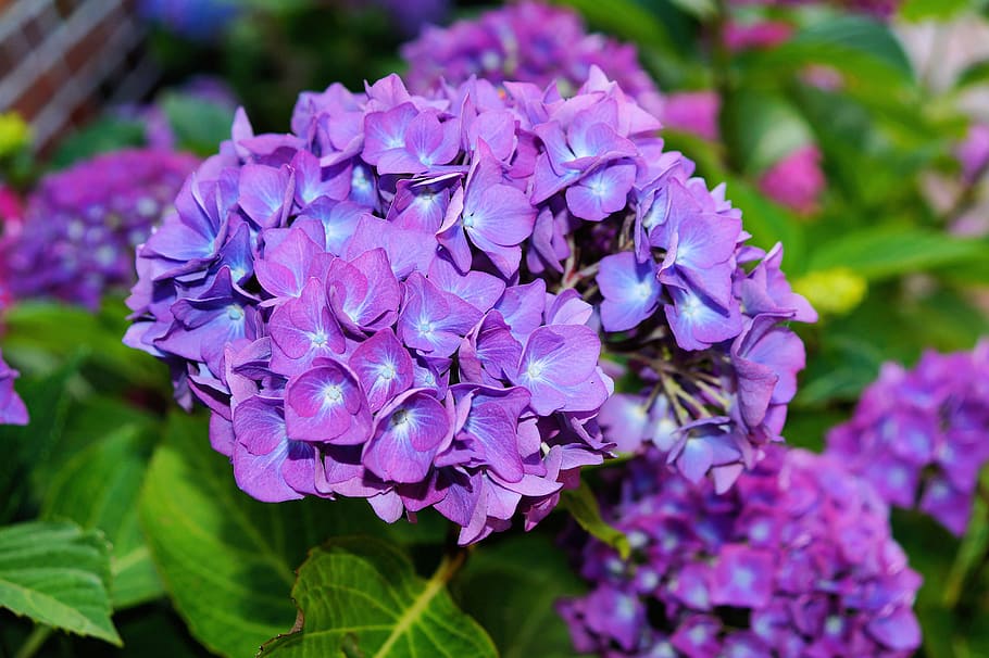 blooming purple flowers, hydrangea, flowers, purple, inflorescence, hydrangea macrophylla, garden, flowering plant, flower, plant
