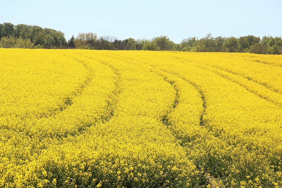 yellow, petal flower field, field of rapeseeds, in bloom, spring, bright, nature, plant, time of year, may