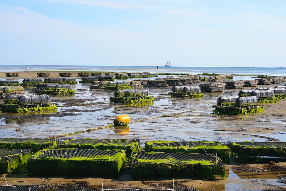oyster farm, shellfish, fis, oyster, sea, shell, seafood, nature, mussel, aquaculture
