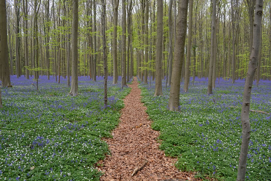 green grass, Hallerbos, Flowers, Bluebell, wild hyacinth, forest, colors, blue, nature, landscape