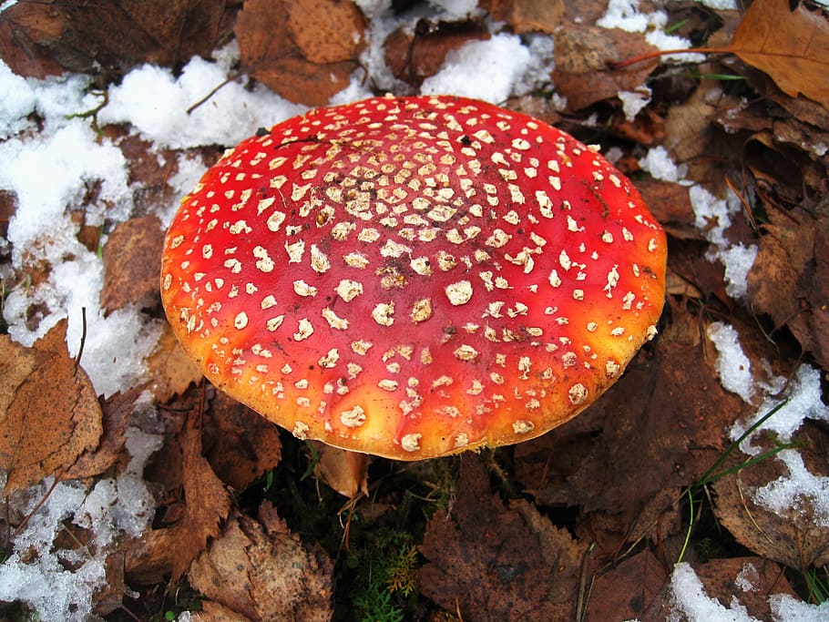 fly agaric, first snow, hidden, leaves, snow, autumn, winter blast, nature, snowy, wintry