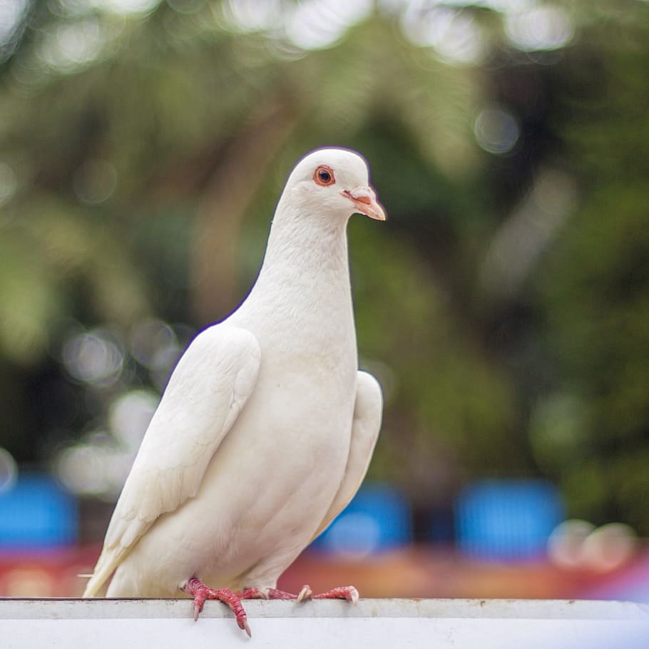 shift tilt lens photography, bird, Pigeon, Pigeons, White, Watch, Christmas, animal themes, animals in the wild, one animal