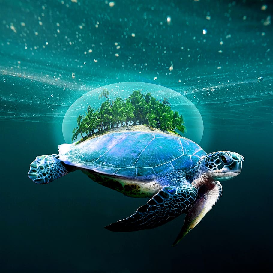 turtle, beach, sand, ocean, island, tropical, aquatic, underwater, marine, life
