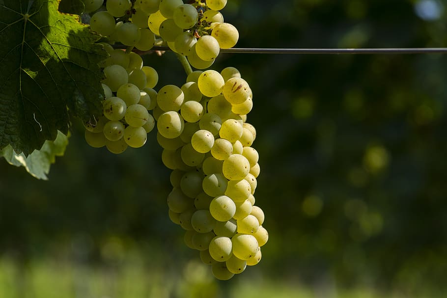uva, vinho, vinho branco, uvas, fresco, vinicultura, close-up, macro, crescimento, fruta