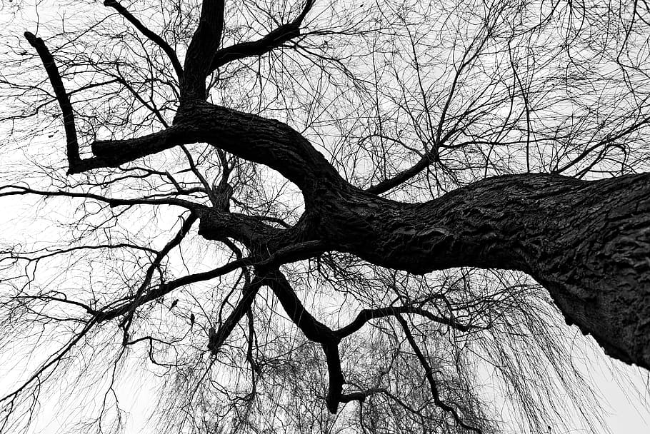 Grayscale Photo Bare Tree Weeping Willow Willow Branch Bare Tree Winter Tree Silhouette Parakeet Pxfuel