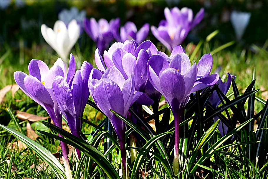 flower, crocus, violet, spring, flowering plant, purple, freshness, plant, beauty in nature, vulnerability