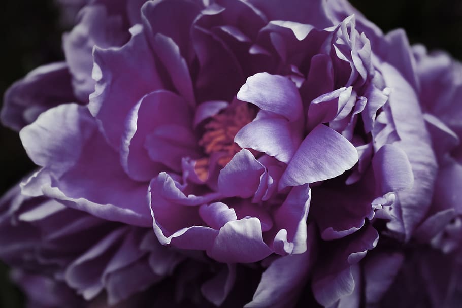 purple, dark, peony, paeonia, petals, macro, closeup, bloom, nature, garden