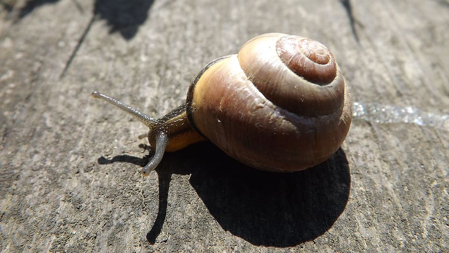 snail, molluscum, seashell, the creation of, crawl, animal, winniczek, french, slow, antennae