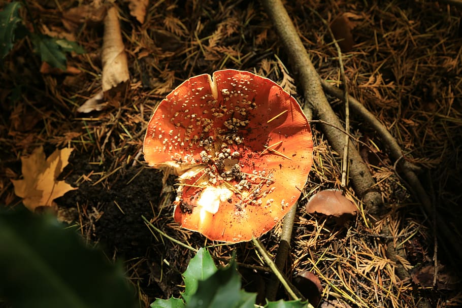 jamur, hutan, alam, musim gugur, liar, coklat, outdoor, tanah, terbang Jamur Agaric, jamur payung