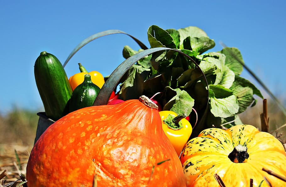 thanksgiving, pumpkins, cucumbers, paprika, radishes, autumn, stubble, autumn decoration, decoration, orange
