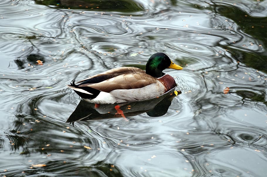 Пика пруды. Водоплавающие птицы Подмосковья. Duck in the Pond.