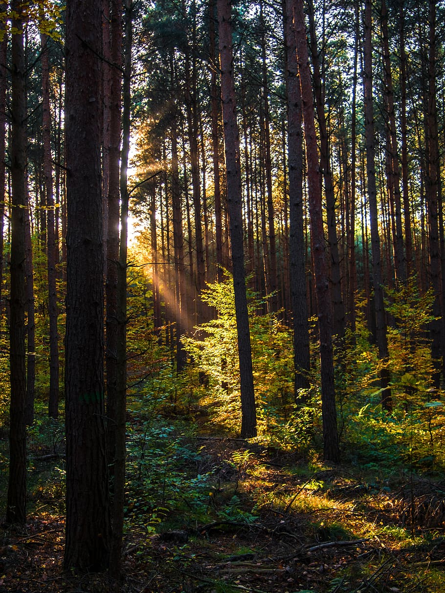 hutan, alam, cahaya, jatuh dedaunan, jalur hutan, pohon, matahari, suasana hati, sinar matahari, musim gugur
