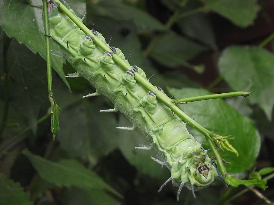 grab, hold, plant, caterpillar, hanging, natural, antenna, insect, wildlife, bug