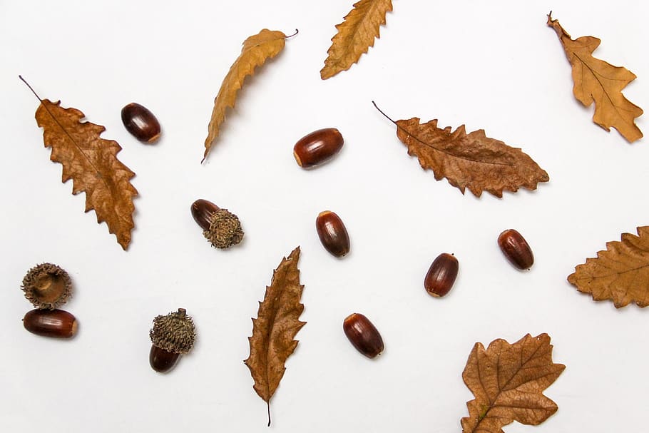 acorns, leaves, flat lay, oak, oaknut, nature, organic, brown, objects, leaf