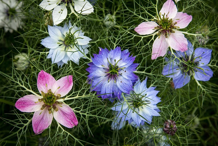assorted-color flowers, selective, focus photoghraphy, flowers, nigella, love-in-a-mist, botany, petal, blossom, white