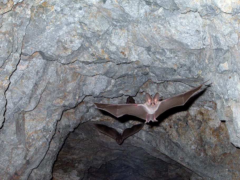 white, black, bat, flying, cave, black bat, leaf nosed bats, wings, close, mammal