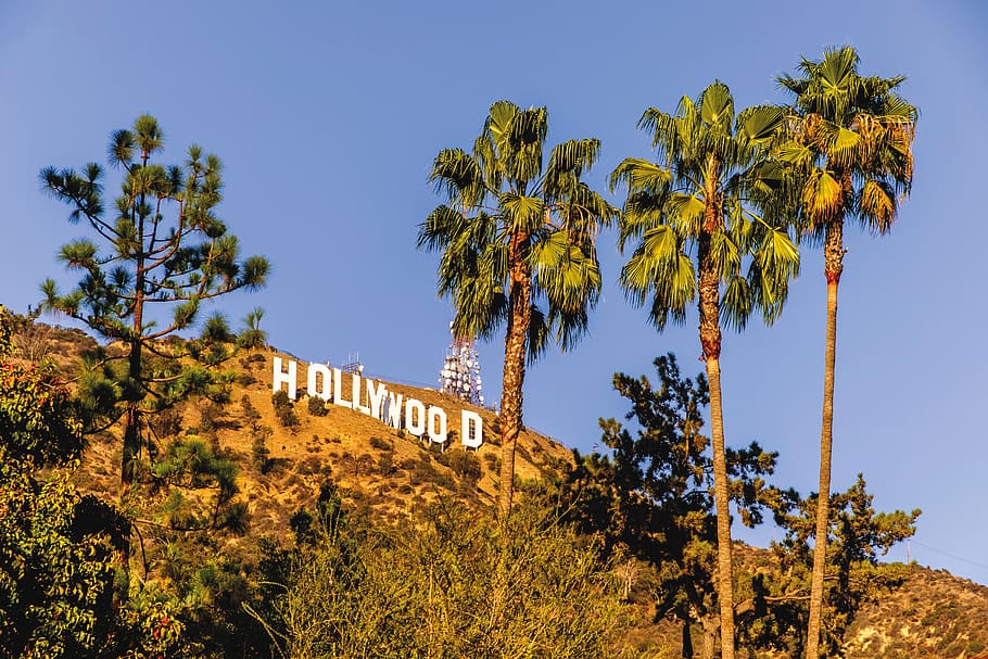la, los angeles, califórnia, hollywood, colinas de hollywood, colinas, plantar, árvore, céu, palmeira