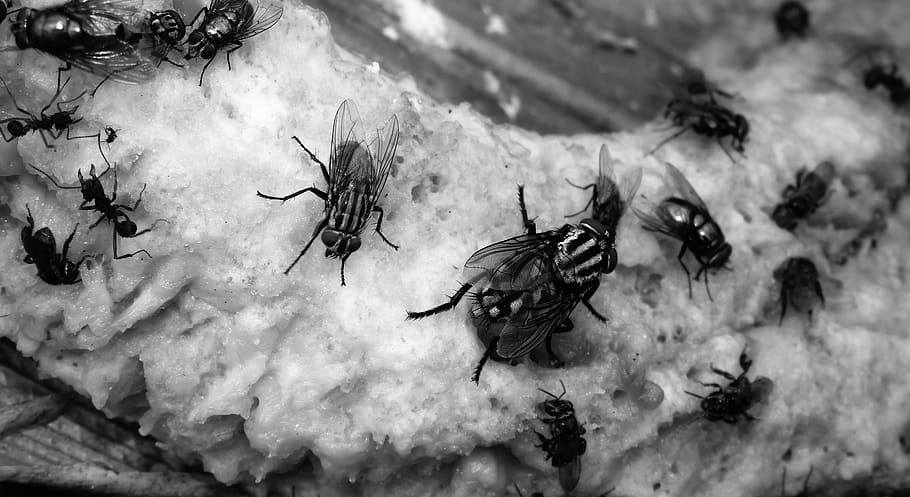 black and white, insects, flies, armenia, animal themes, animal wildlife, animal, invertebrate, animals in the wild, insect